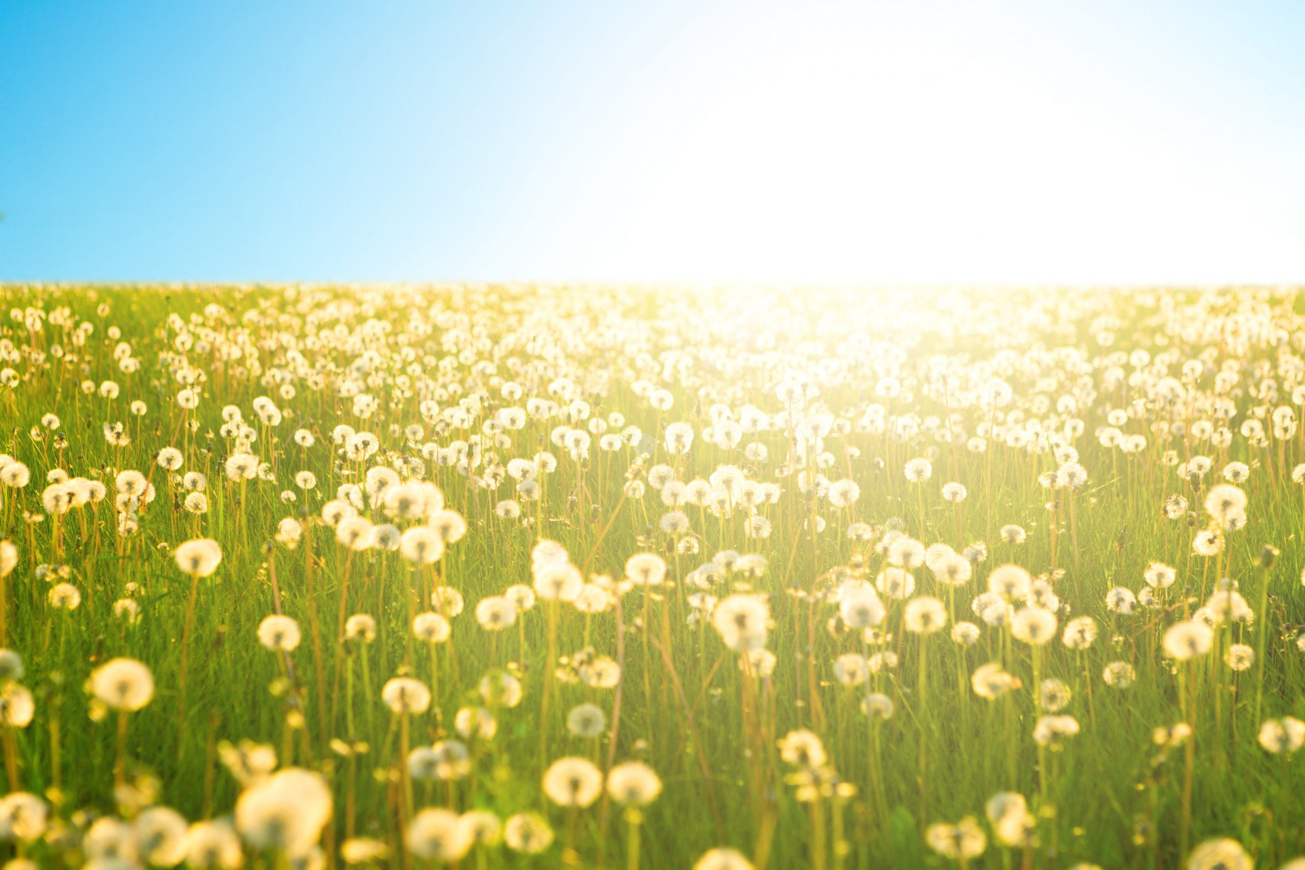Dandelions